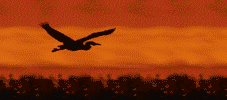 animated-bird-image-0288