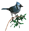 animated-bird-image-0421