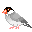 animated-bird-image-0478