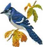 animated-bird-image-0650