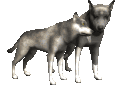 animated-wolf-image-0068