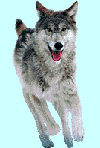 animated-wolf-image-0075