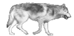 animated-wolf-image-0087