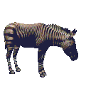 animated-zebra-image-0001