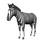 animated-zebra-image-0012