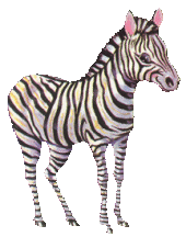 animated-zebra-image-0018