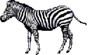 animated-zebra-image-0021