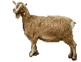 animated-goat-image-0015