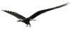 animated-eagle-image-0004