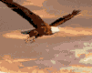 animated-eagle-image-0012
