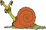 animated-snail-image-0017