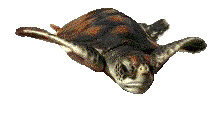 animated-turtle-image-0059
