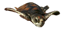 ▷ Turtles: Animated Images, Gifs, Pictures & Animations - 100% FREE! ▷ Turtles: Animated Images, Gifs, Pictures & Animations - 100% FREE!