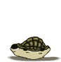 animated-turtle-image-0065