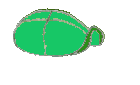 animated-turtle-image-0070