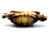 animated-turtle-image-0126