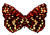 animated-butterfly-image-0032