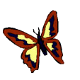 animated-butterfly-image-0256