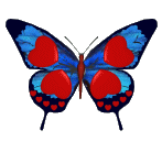 animated-butterfly-image-0287
