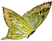 animated-butterfly-image-0289