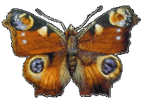 animated-butterfly-image-0298