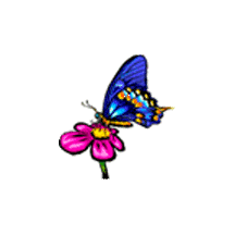 animated-butterfly-image-0364