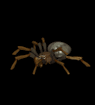 animated-spider-image-0050