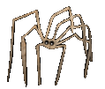 animated-spider-image-0078