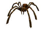 animated-spider-image-0150