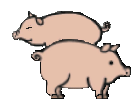animated-pig-image-0042