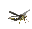 animated-insect-image-0150