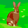 animated-rabbit-image-0225