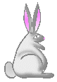 animated-rabbit-image-0252