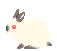 animated-rabbit-image-0419