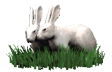 animated-rabbit-image-0589