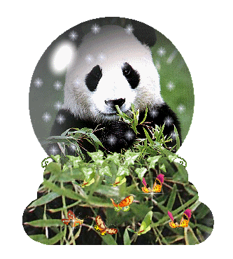 animated-panda-image-0093