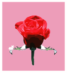 animated-rose-image-0037