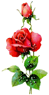 animated-rose-image-0042