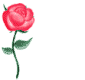 animated-rose-image-0131