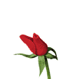 animated-rose-image-0148