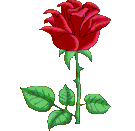 animated-rose-image-0163