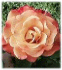 animated-rose-image-0172