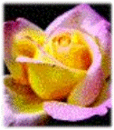 animated-rose-image-0173