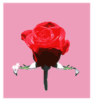 animated-rose-image-0194