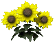 animated-sunflower-image-0002