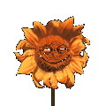 animated-sunflower-image-0008