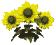 animated-sunflower-image-0010