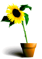 ▷ Sunflowers: Animated Images, Gifs, Pictures & Animations - 100% FREE! ▷ Sunflowers: Animated Images, Gifs, Pictures & Animations - 100% FREE!