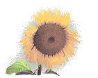 animated-sunflower-image-0036