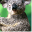 animated-fun-avatar-image-0087